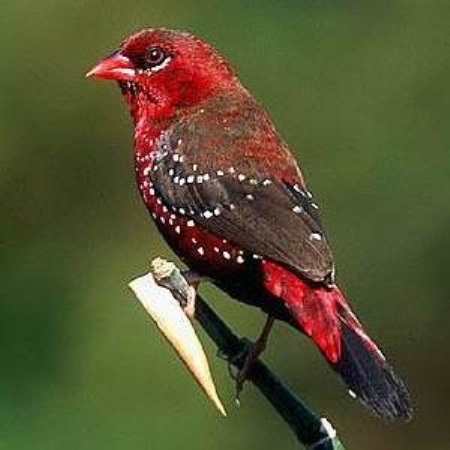 Im20110337 munia2.jpg