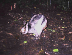 Sumatran-striped-rabbit-20921.jpg